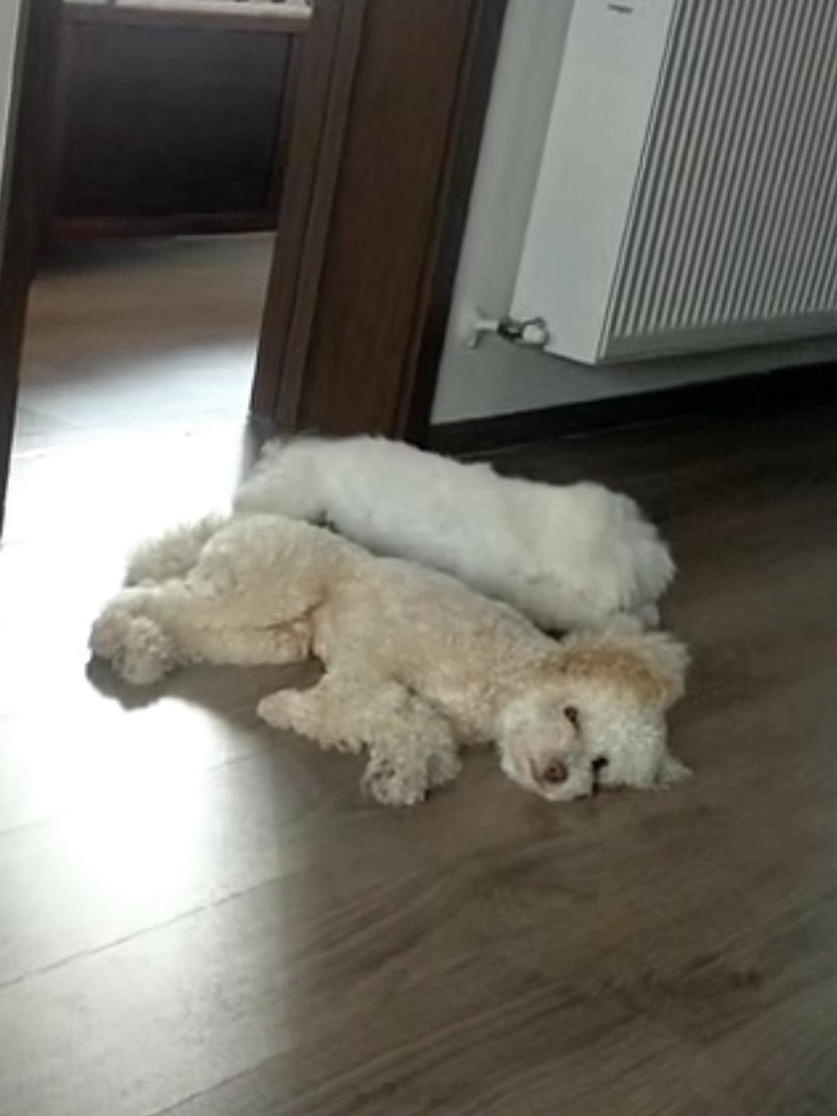 两兄弟萌萌哒睡在一起 ​​​