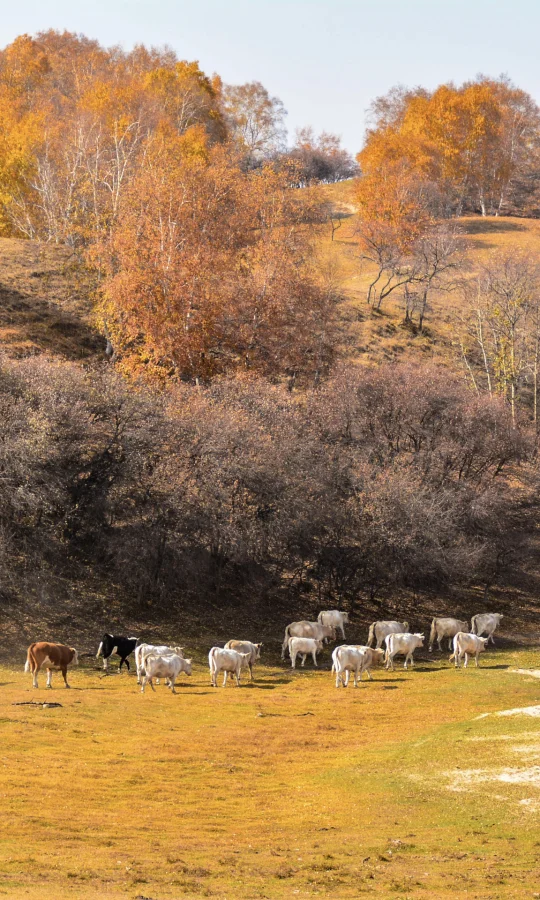 迫不及待冲向秋天！把金色童话打包带回家🍂