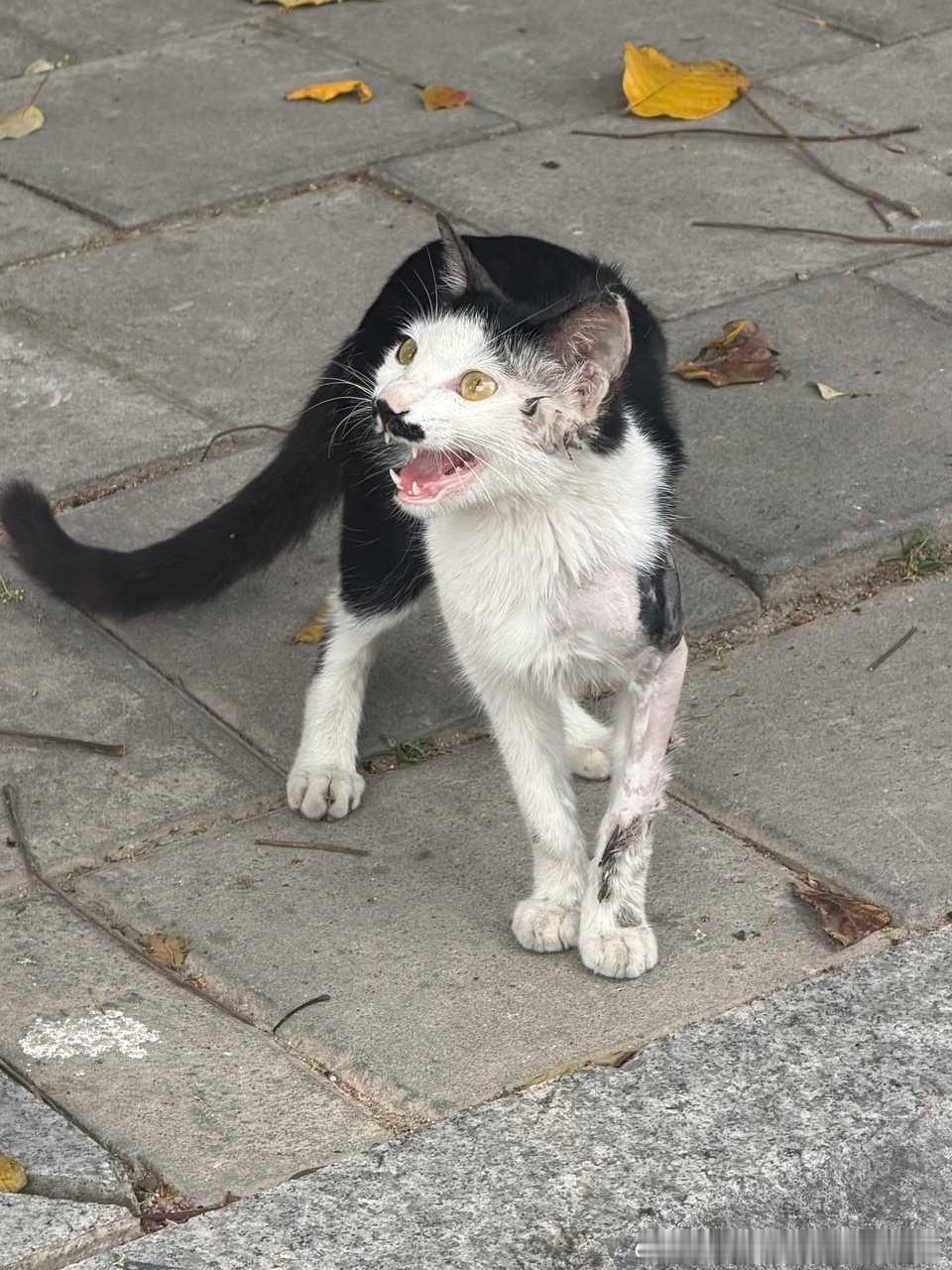 49415【丑猫】咪的猫中黑黑的 