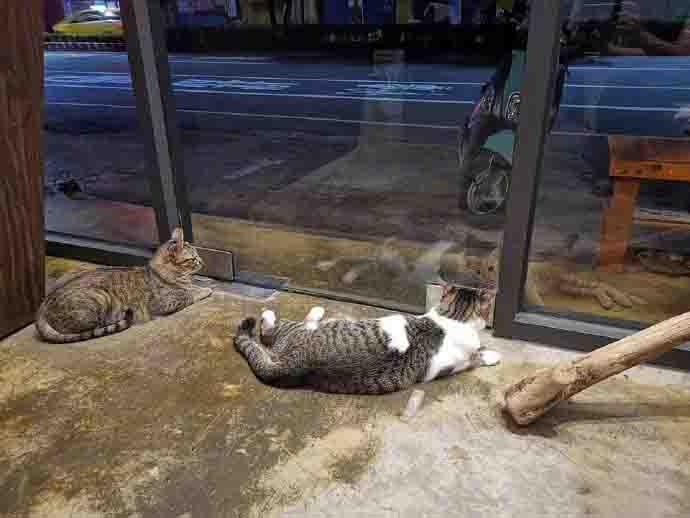 在门外收养了一只猫