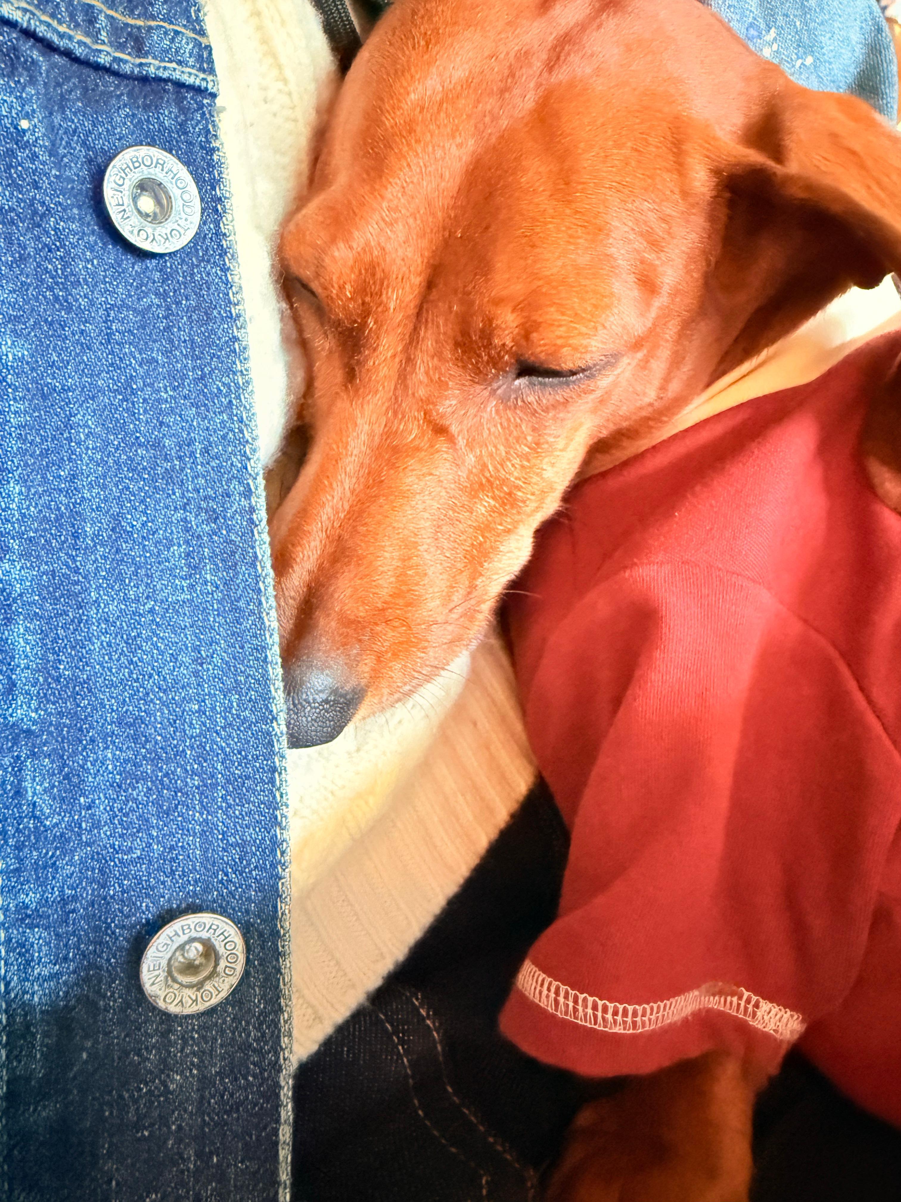 12月的第一天被狗狗硬控🙉生活手记