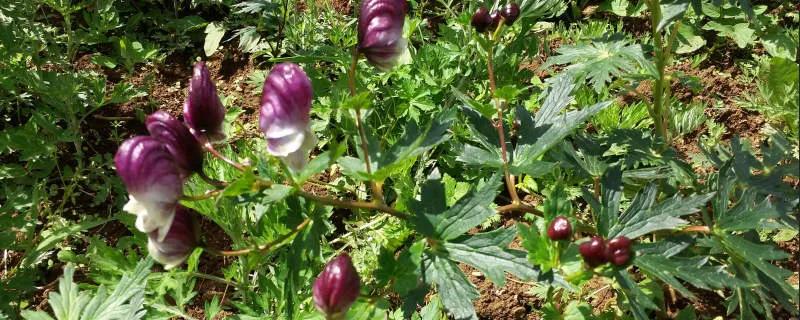 提醒！北方野外常见的草乌，有大毒，别乱采。
经常上山、户外游玩的朋友注意！
这种