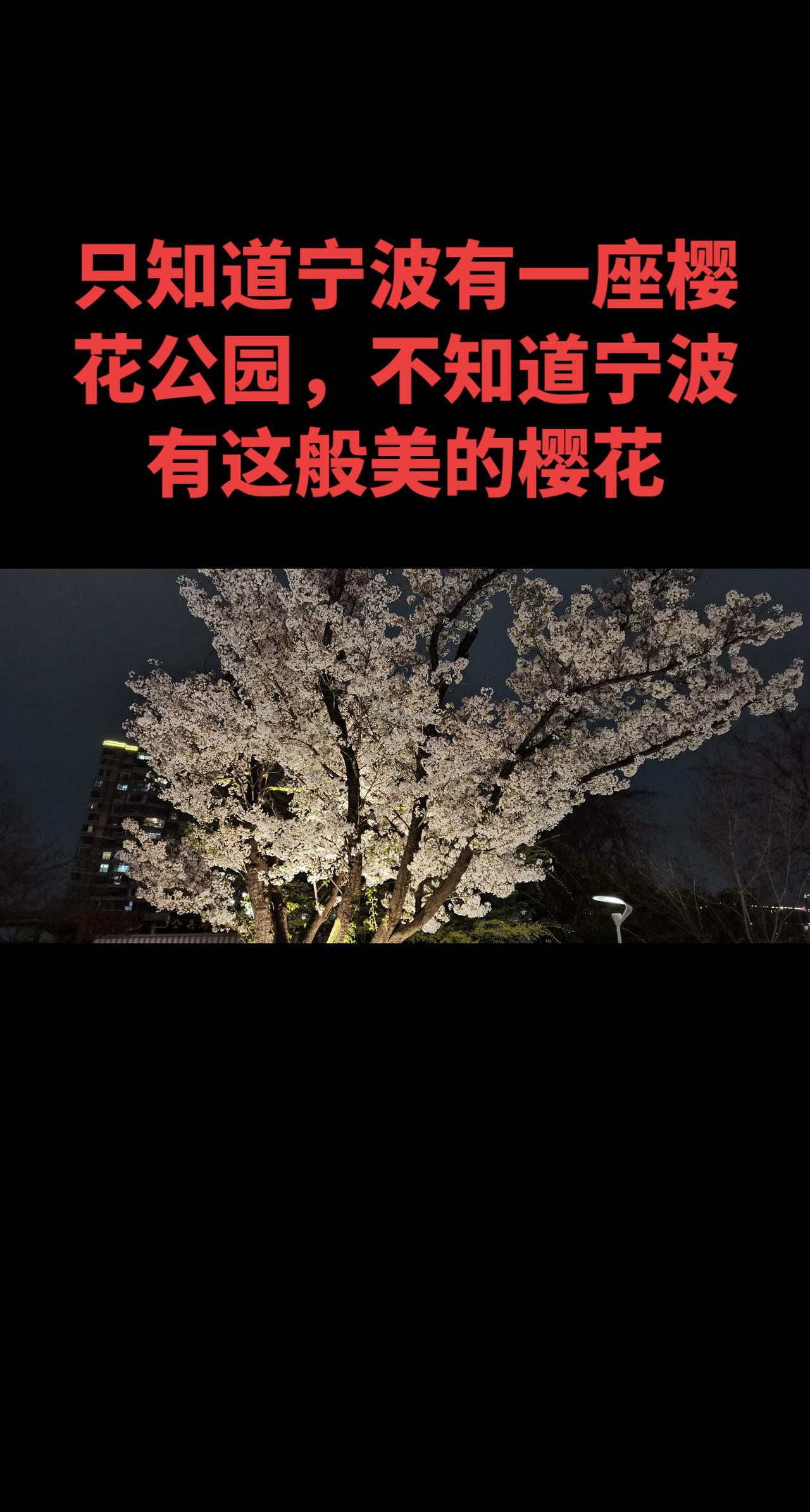 印象中，大家说看樱花最好的出去，是日本和武汉大学校园。前几天看到抖音里的宁波樱花