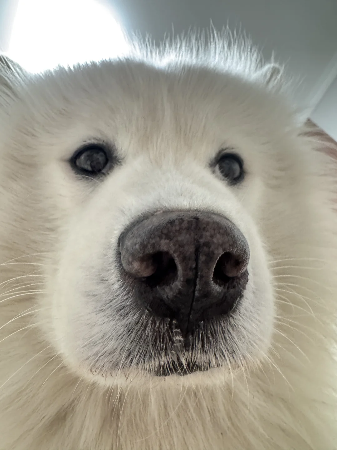 笨蛋感扑面而来