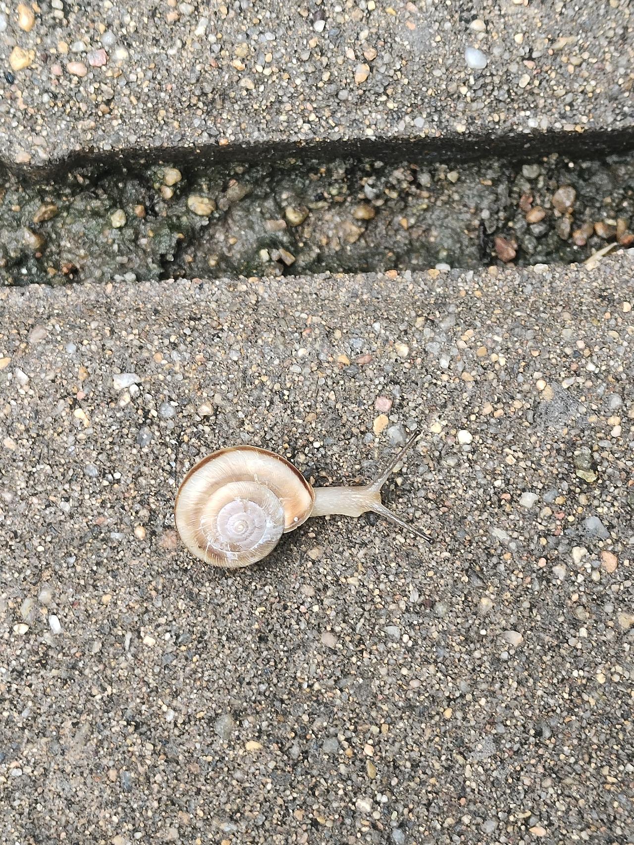 夏季雨后公园小路和大街人行道上爬满了大大小小的蜗牛，人们走在路上经常踩到他们，传