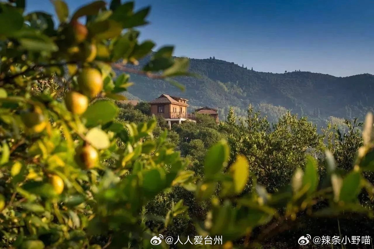 从传统榨油到多元跨界常山茶油破圈新生 作为“中国油茶之乡”，衢州常山坐拥30万亩