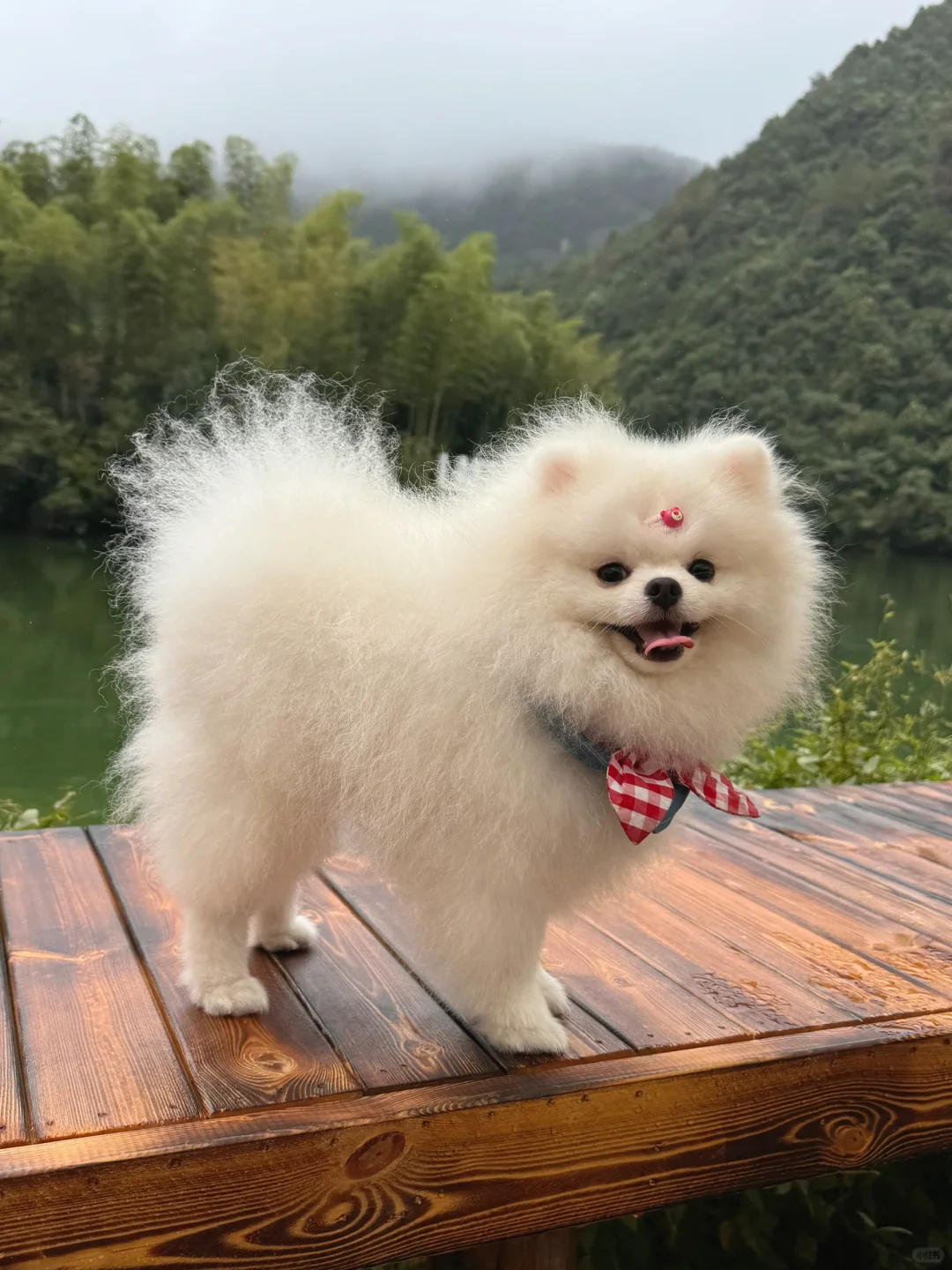 带着小狗去旅行