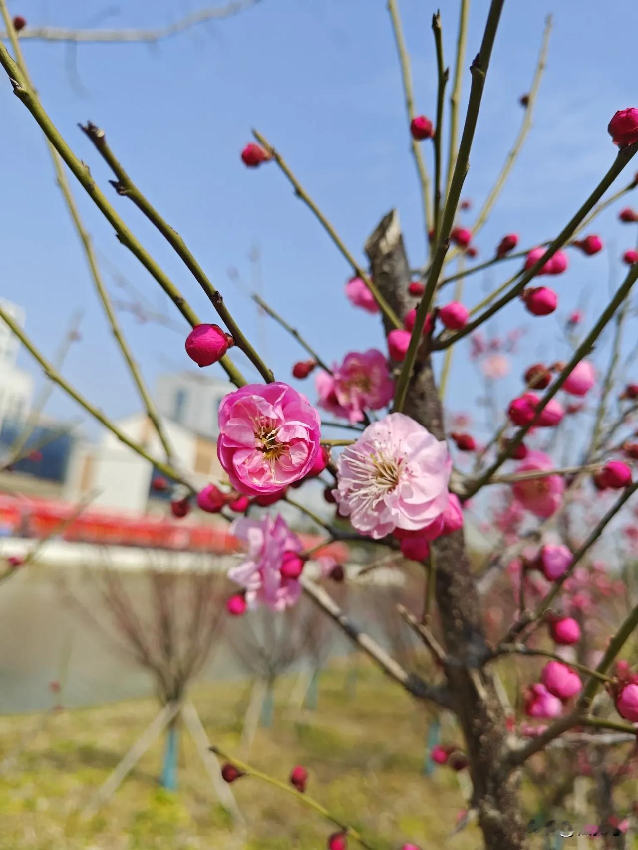 天南地北大拜年戳这里，一起放烟花>梅花美拍