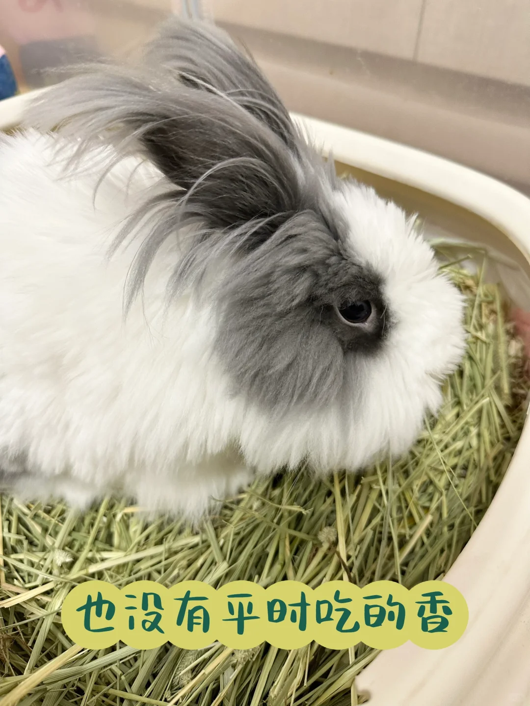 台风天兔兔🐰生病胀气