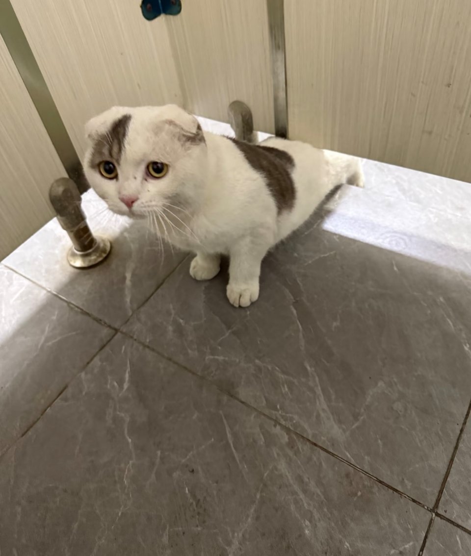 萌宠 景区卫生间被尾随了 