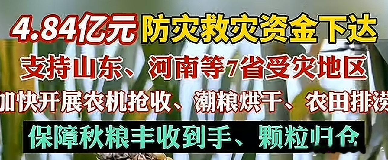 阴雨致玉米发霉农户子女发声记得以前玉米种上后，有给玉米买保险的，今年这情况能保多