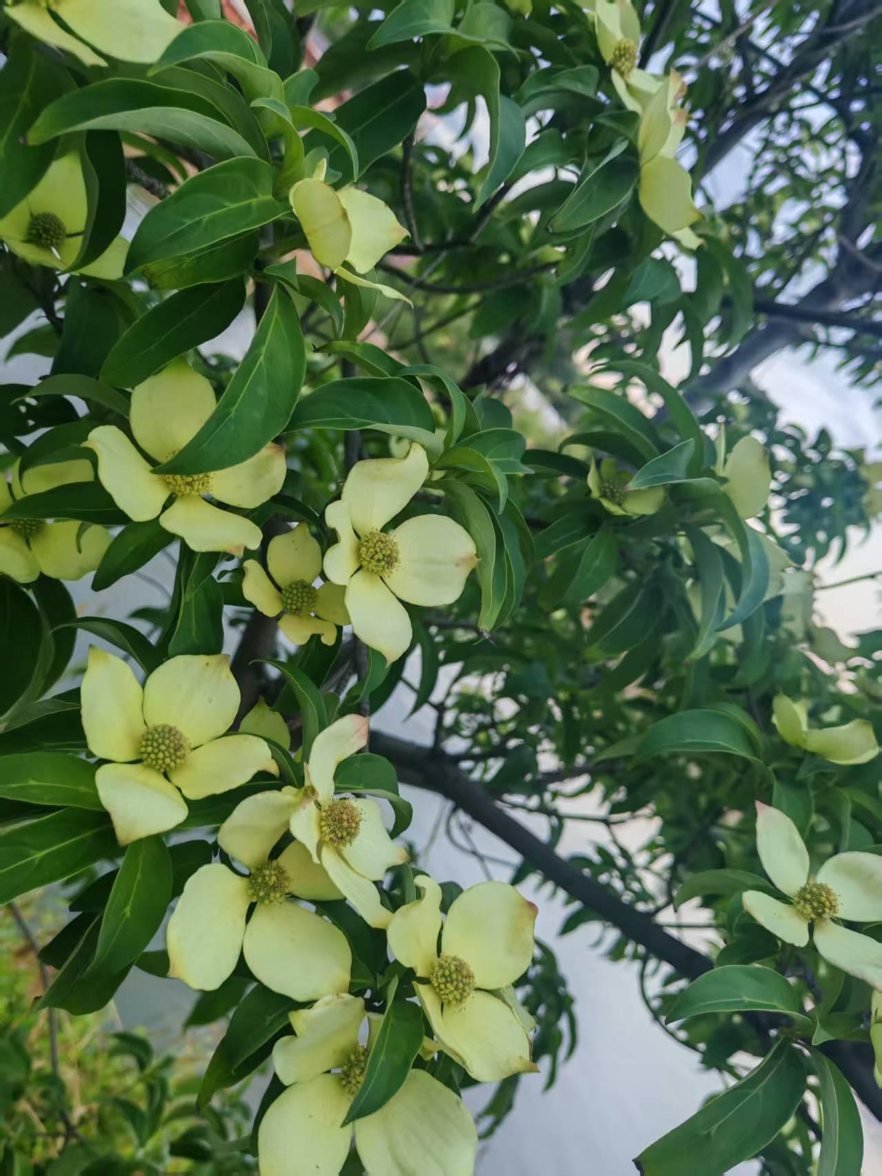 一树四照花开得素雅恬淡！
却在邻里间吵出不同看法。

年轻人觉得留着繁花装点院落