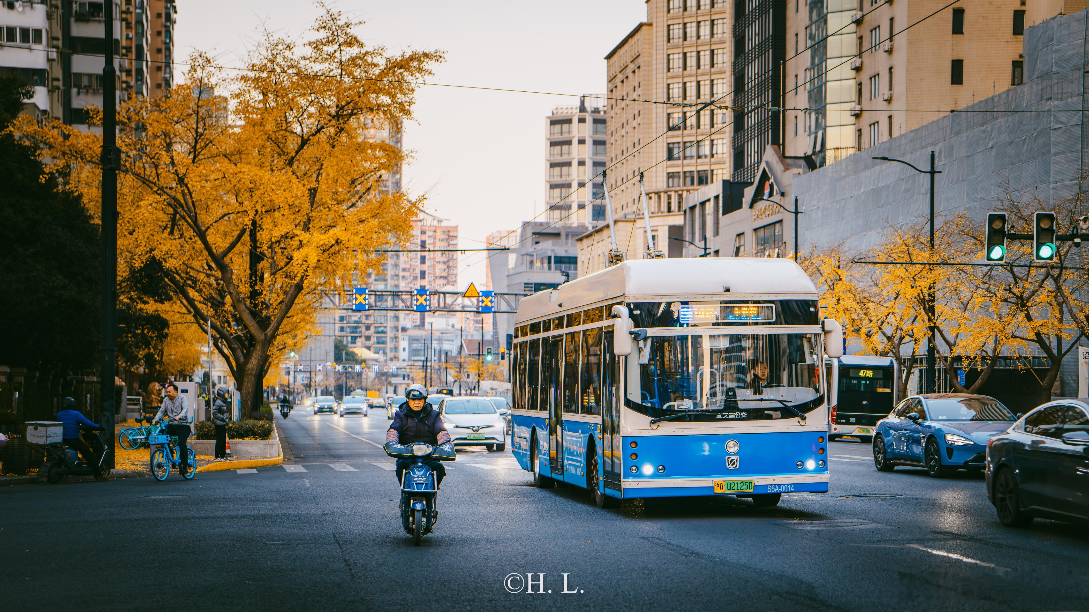 落叶不扫的冬天。14路无轨电车，四平路，银杏落满地；15路无轨电车，衡山路，铺满