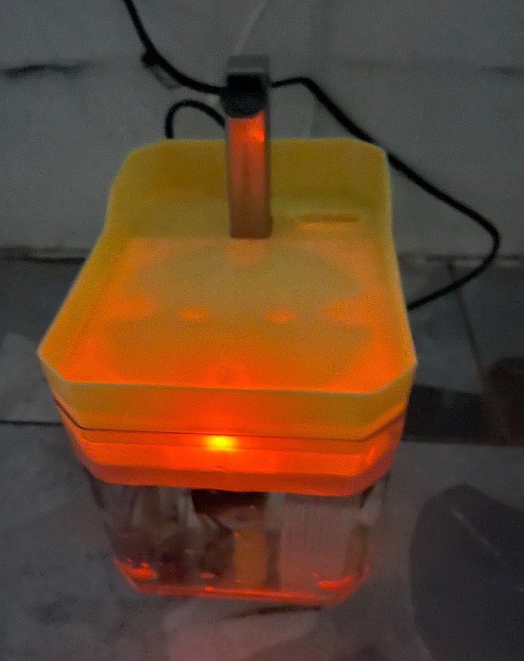 我的花园我的猫喵星人 热闹的院子和我的猫客人们。图六是现在的三彩宝贝。对了，给猫