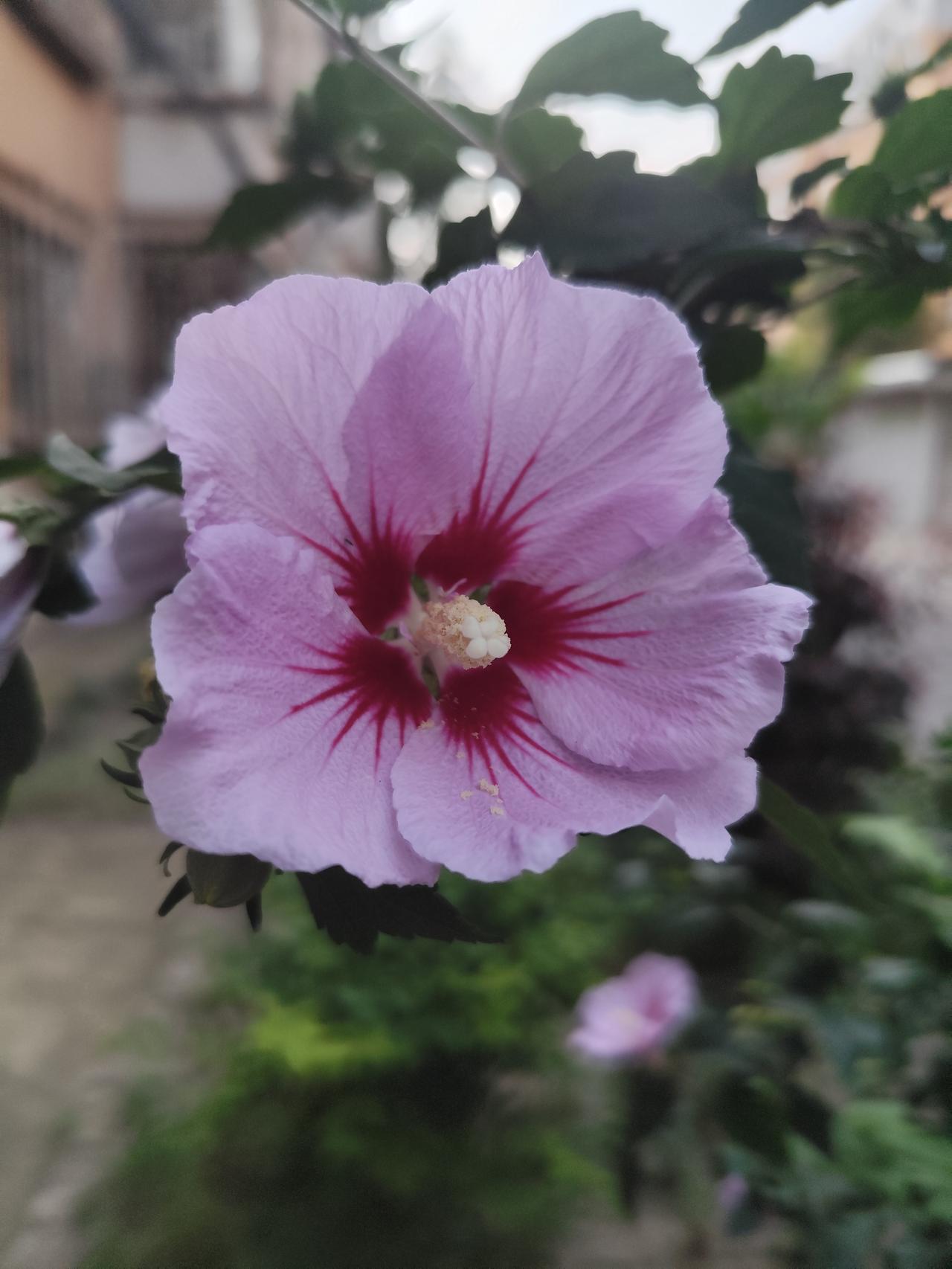 刚开的《木槿》格外美
     盛夏时节，沈阳的木槿花开了。花形硕大，花色靓丽，
