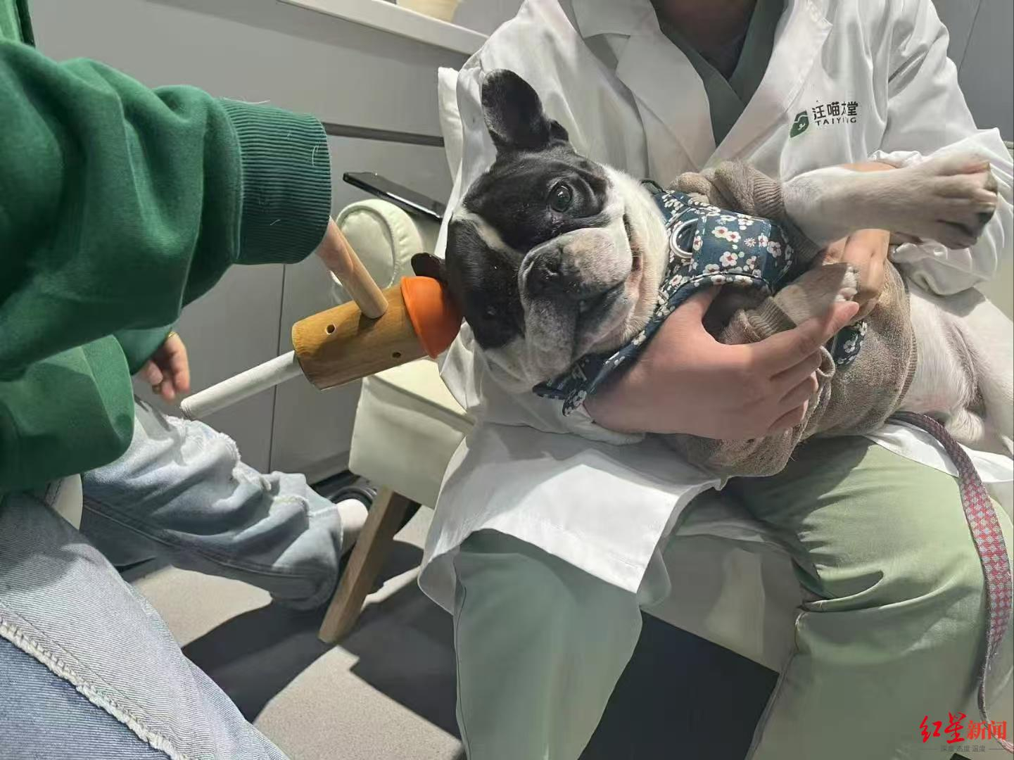 【#全国2000家宠物医院已标配中兽医#，曾陷人才断层危机】#宠物也能做针灸了#