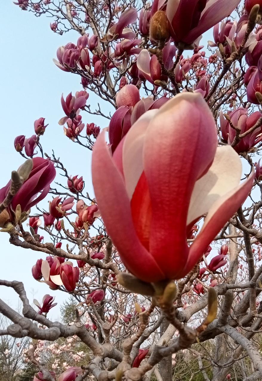 自我保护意识很强，没拚劲、怕受伤。