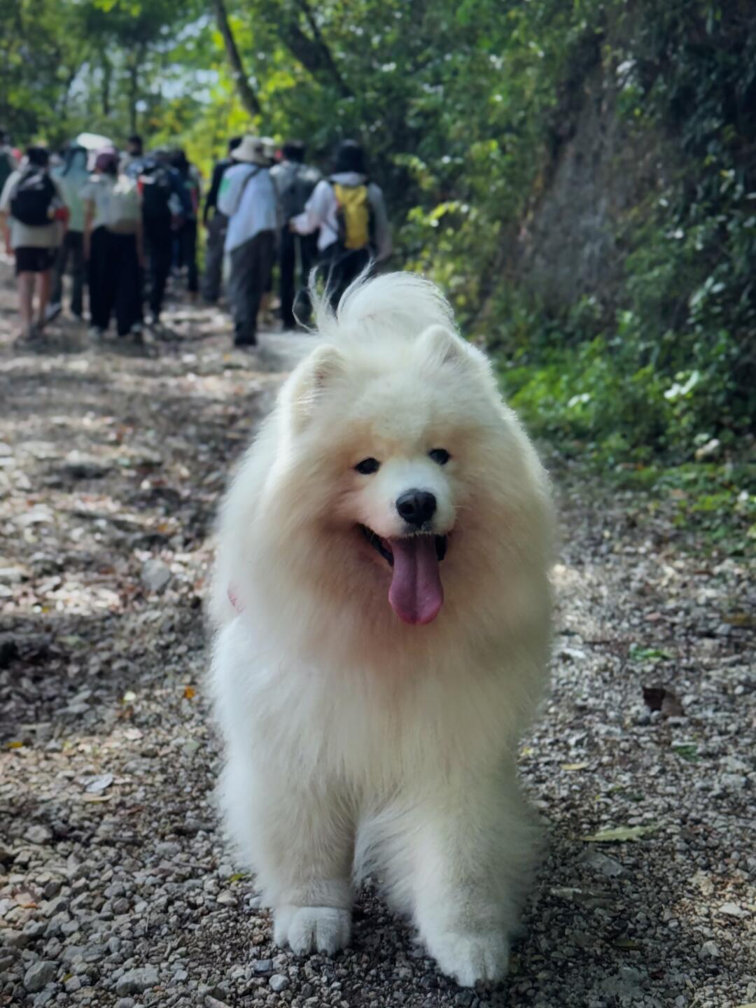带狗来开山节，脑壳都被盘包浆了！