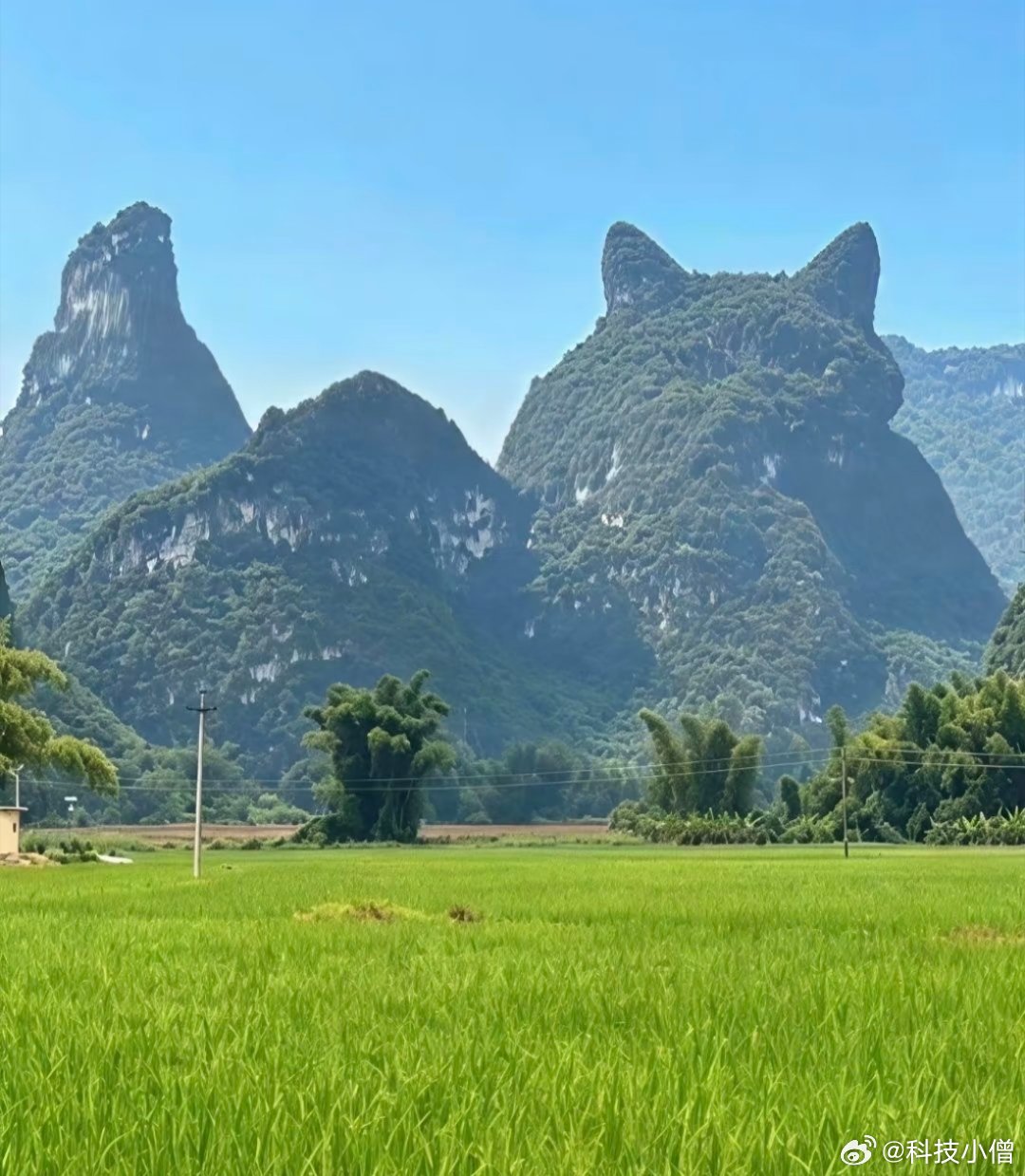 这猫猫山在抬着jiojio准备要舔肚肚，然而抬着jiojio，突然停下来在看你 