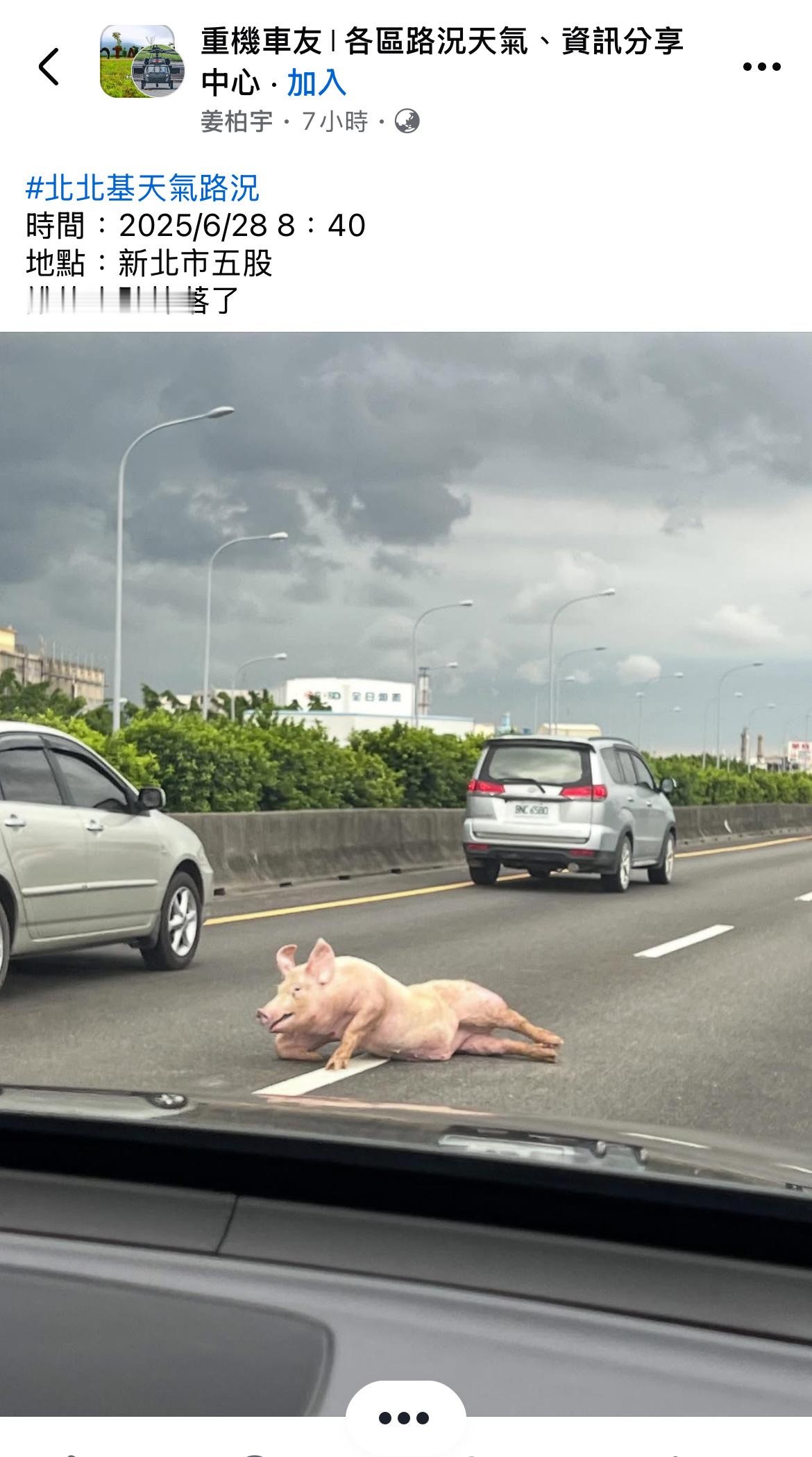 新北公路有猪从车上掉落引发讨论 ​​​