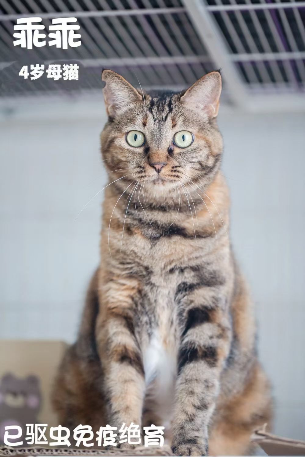 北京领养 天佑小屋的猫猫妹妹们，正在等一个专属铲屎官～这里有会用呼噜声唱摇篮曲的