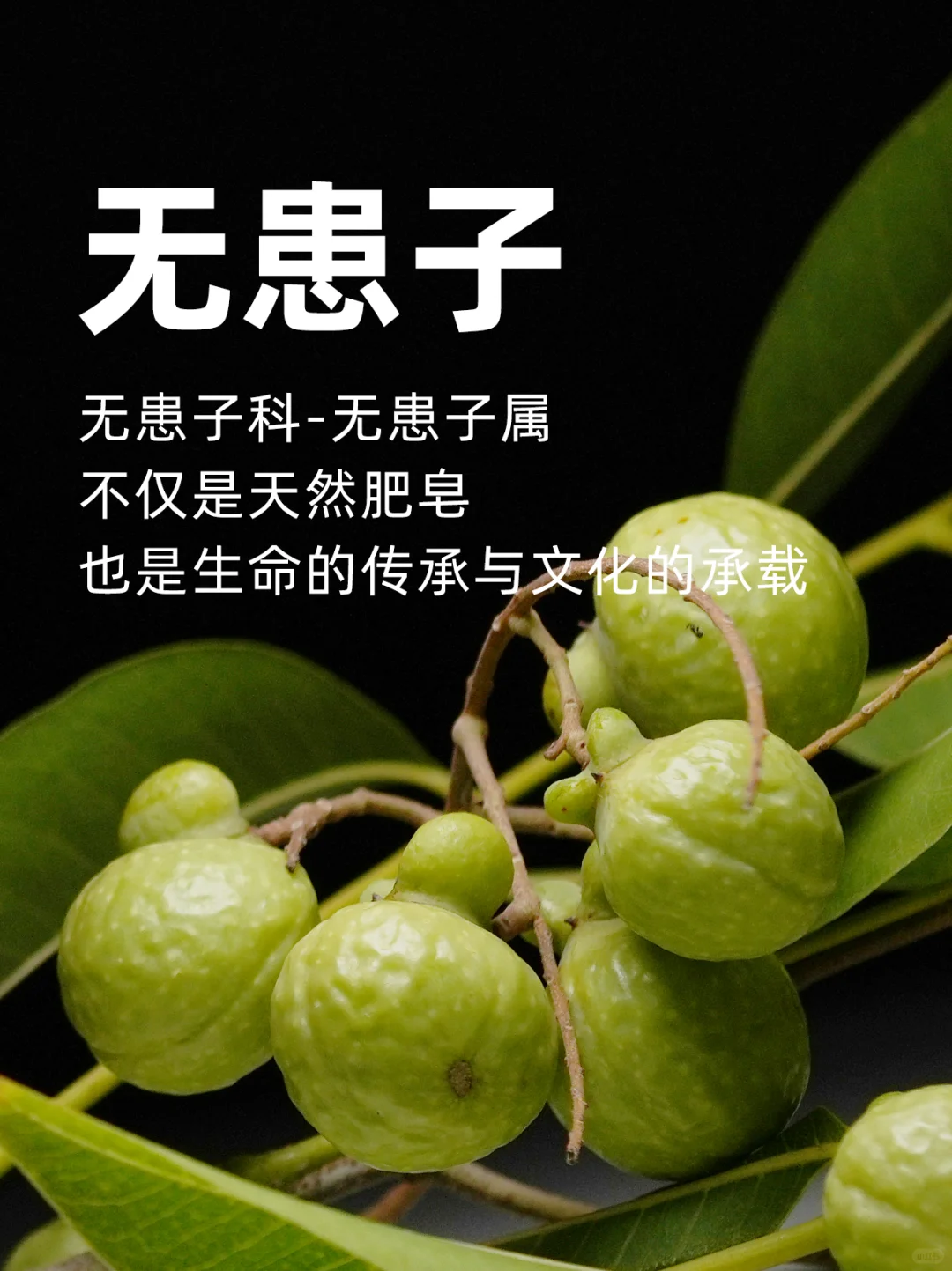 无患子是天然肥皂，也是生命与文化的承载