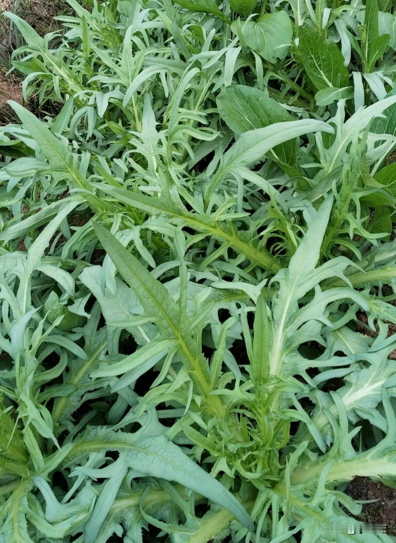 这个菜能吃吗？