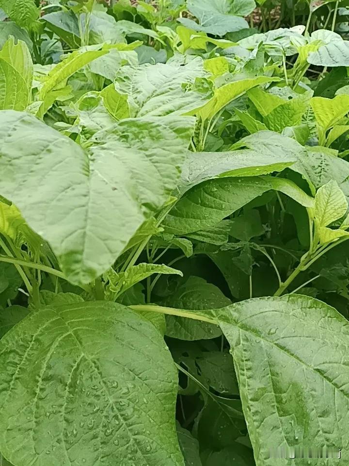你每天都会吃蔬菜吗我不但每天吃，而且一年之中我会很长时间内吃到自己种的蔬菜。现在