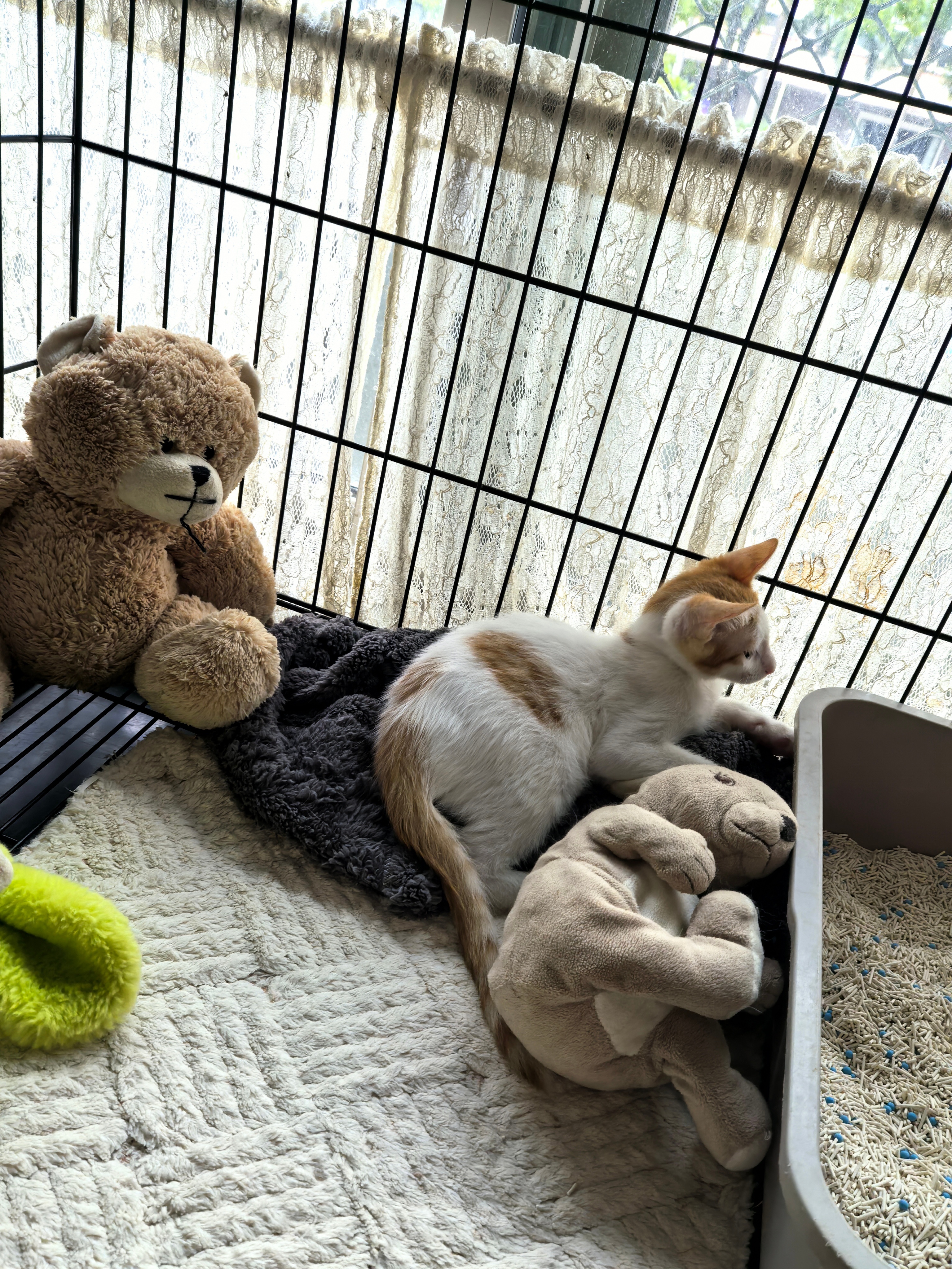 让宝宝不要哭，不要难过，结果他的头更低了，更难过了。猫咪 深圳