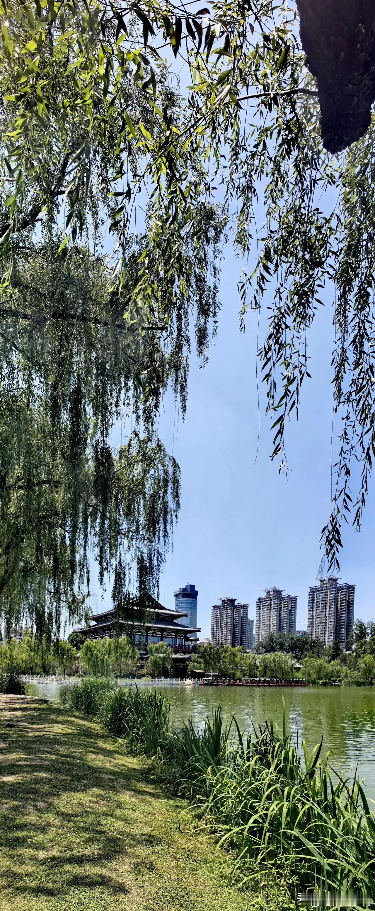 伏天的兴庆湖，被柳荫裁成了两半：一半是灼目的金，一半是沉静的碧。

你瞧那柳，不