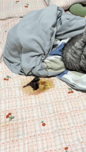 江苏，一女子下班回家后，发现自家养的猫咪不在客厅，她四处寻找，当她进入卧室后，结