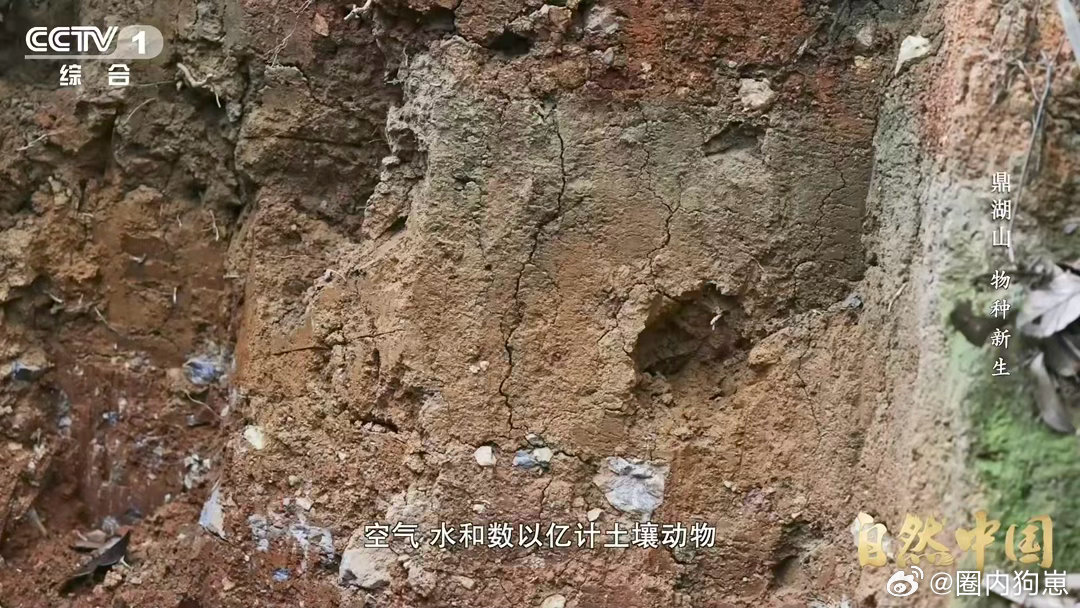 土壤的土腥味从何而来 岩石经风蚀、水蚀破碎成颗粒，在微生物、土壤动物作用下形成腐