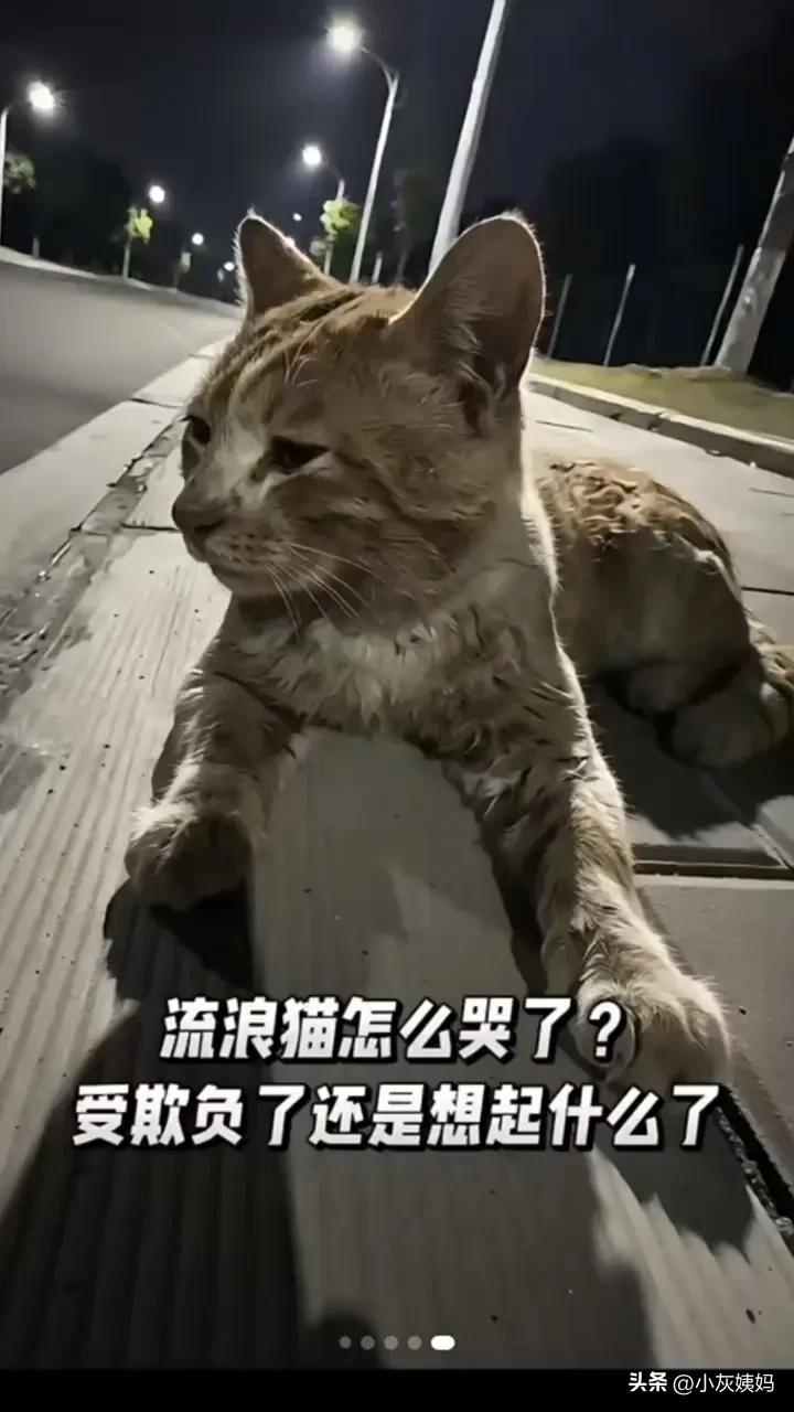 今天刷到这只小流浪猫哭泣的视频，我这颗玻璃心又破防了，眼泪忍不住夺眶而出.我真的
