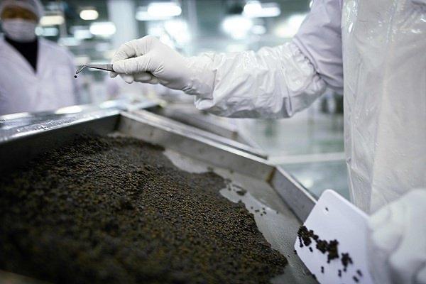 西方餐桌上那勺昂贵的鱼子酱，现在很多都产自中国。这事情，居然让一些西方媒体和政治