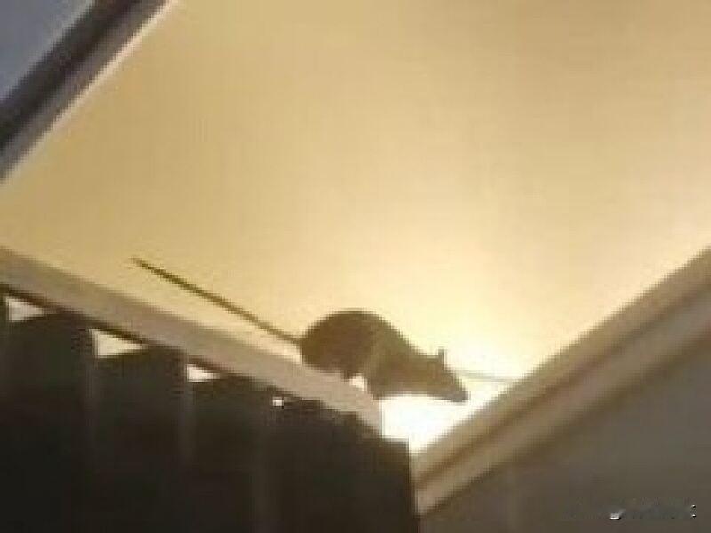 荷兰一航班飞行途中出现巨鼠

近日，荷兰一航班在飞行途中出现一只巨大老鼠，老鼠沿