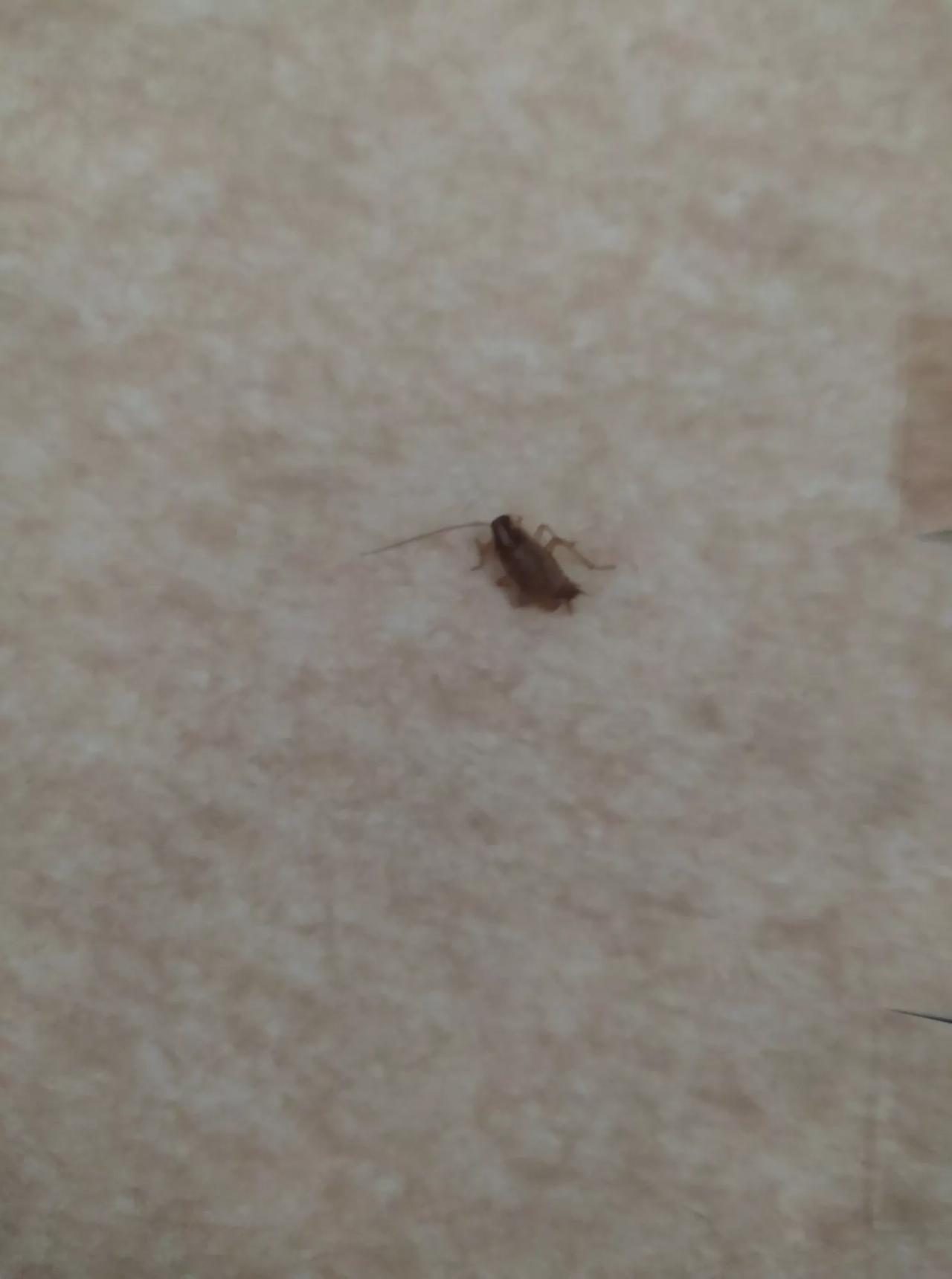 这是什么虫子？一年四季都有，就算清除了，也总从门缝里爬进来。不要说蟑螂，也不像蟑