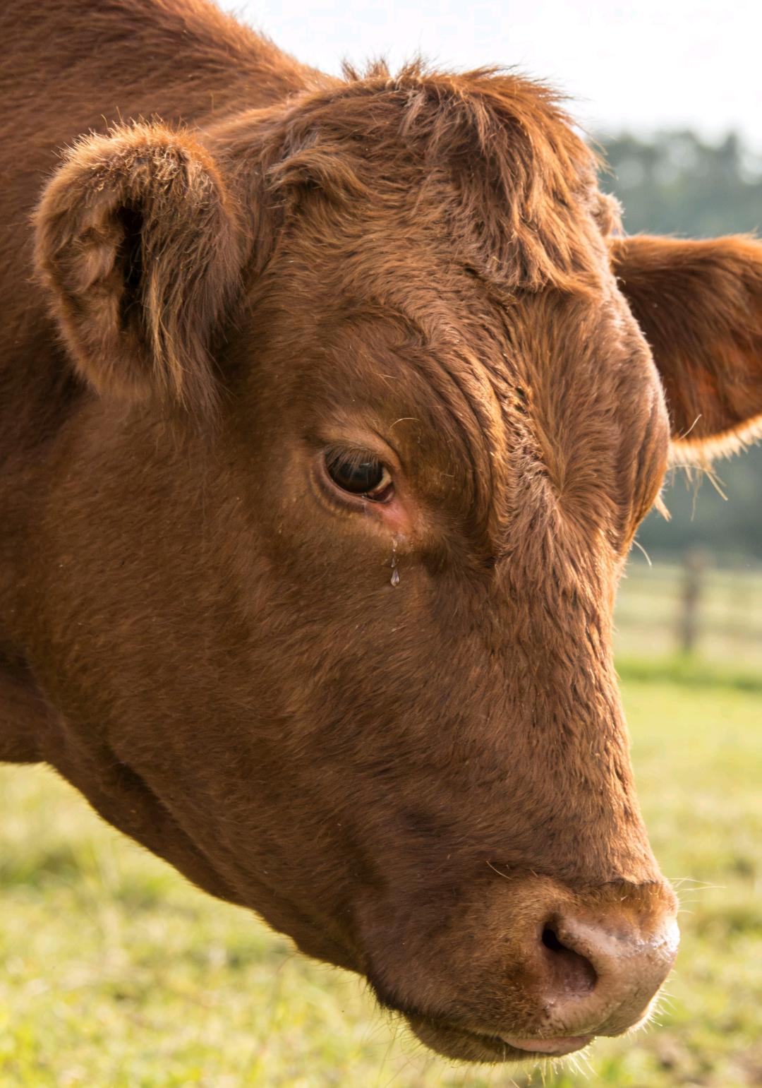 烹牛以牛粪，牛在锅中问。
汝乃吾所拉，为何将吾炖？