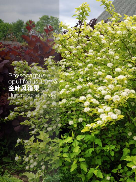 春夏秋金色观叶耐热耐寒耐贫瘠-金叶风箱果
