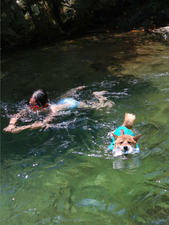 紫云谷玻璃水🏊🏻‍♀️游泳人和水狗的快乐