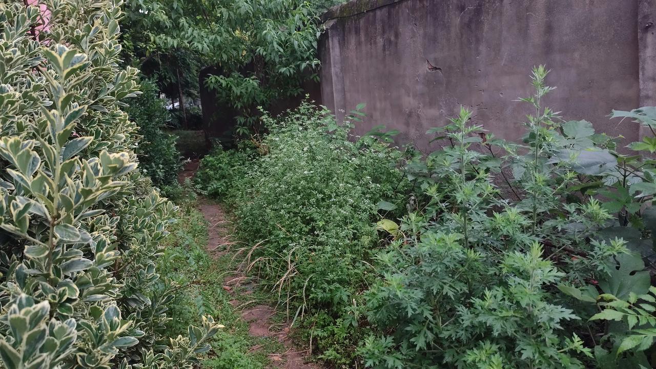 记录我的2026野外拾趣，田间地头走一走看看！分享你随手拍得风景