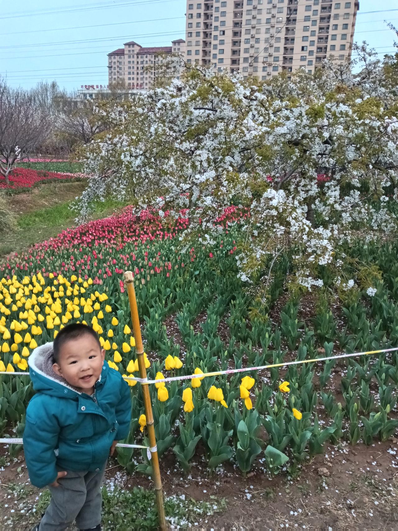 春日遛娃记
 
带着小孙子逛公园，满眼都是春意！🌸樱花粉、郁金香黄，枝头的花苞