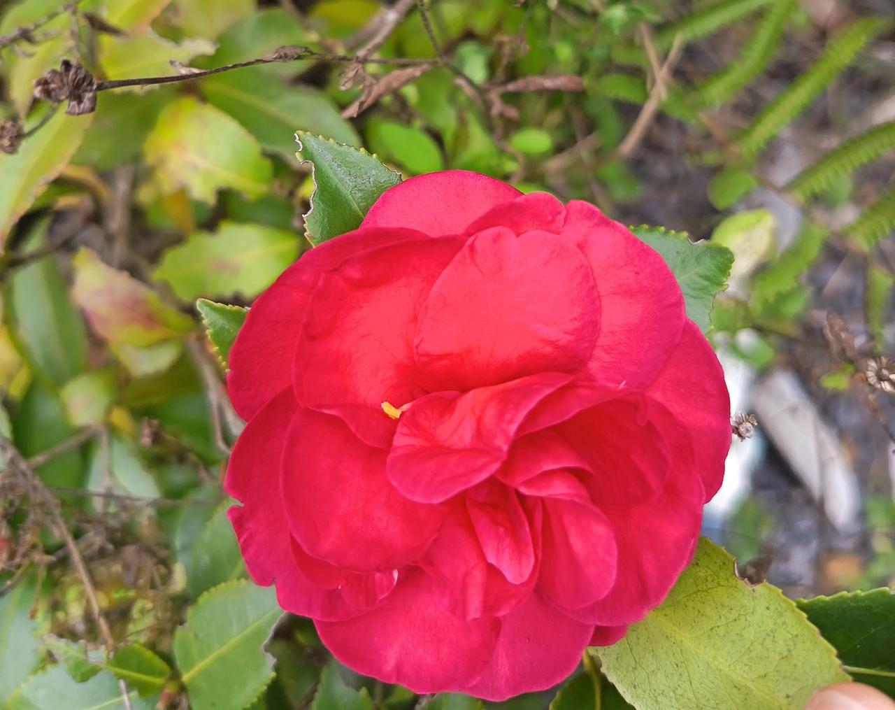 花瓣一层叠一层，跟揉皱的红绸缎似的，在一堆蔫巴巴的叶子里，愣是开出了独一份的热闹