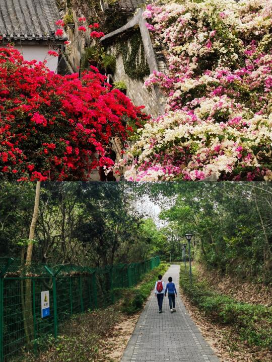 周末踏青赏花！不能错过这条7km的徒步线！