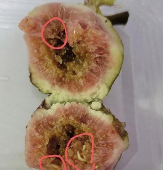 救命！吃了一半的无花果突然看到里面有小白虫，咋办？问了一下豆包，豆包说这些小虫大