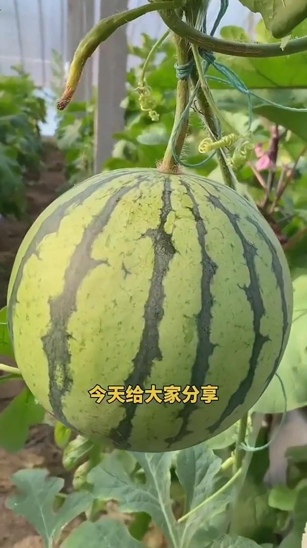 西瓜要高产，浇水也很关键。今天给大家分享西瓜怎样浇水轻松的高产。
·1、定值前后