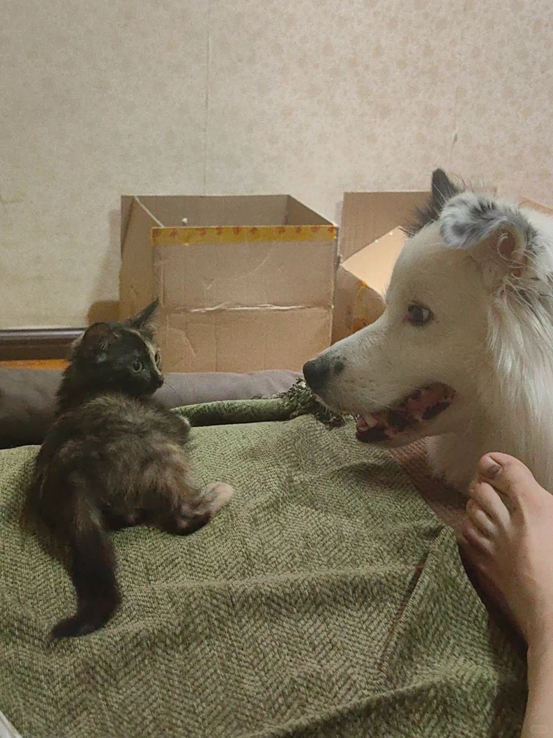 狗给我们捡了一只巨难看的猫