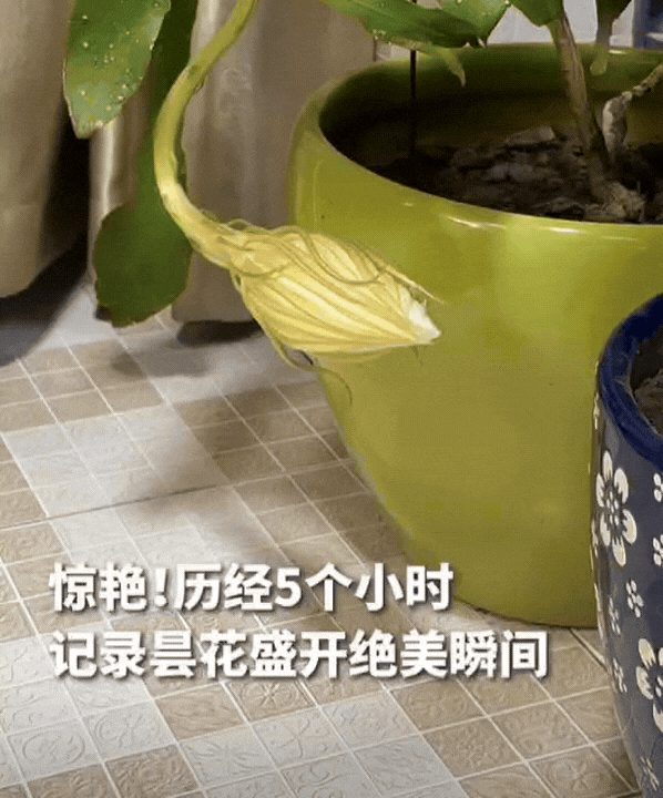 江苏一女子突然发现妈妈种的昙花要开了，这是妈妈养了三年的昙花第一次开花，她决定记