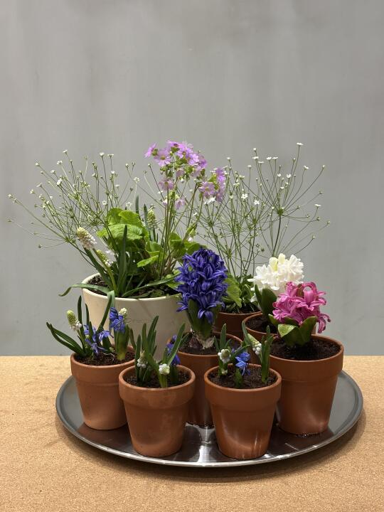 种春天｜盆栽🪴