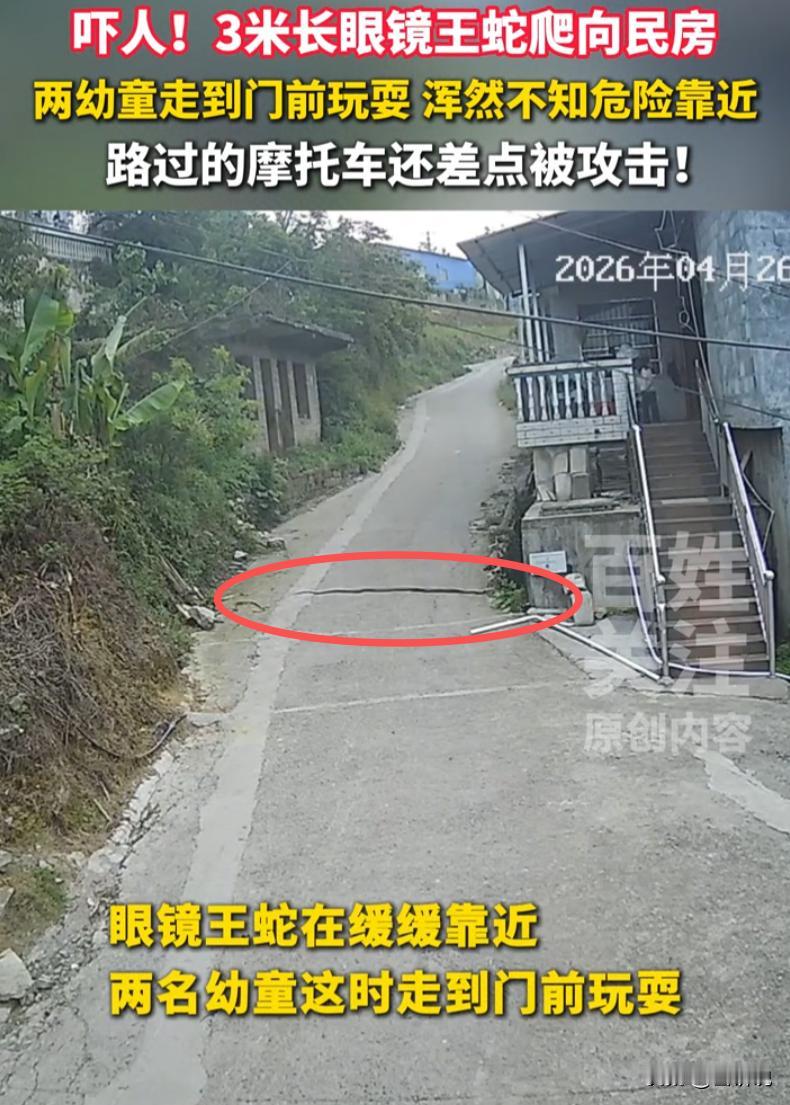 贵州黔西南，一条三米多长的眼镜王蛇从草丛里爬出来，朝民房方向去。楼上两个小孩在玩