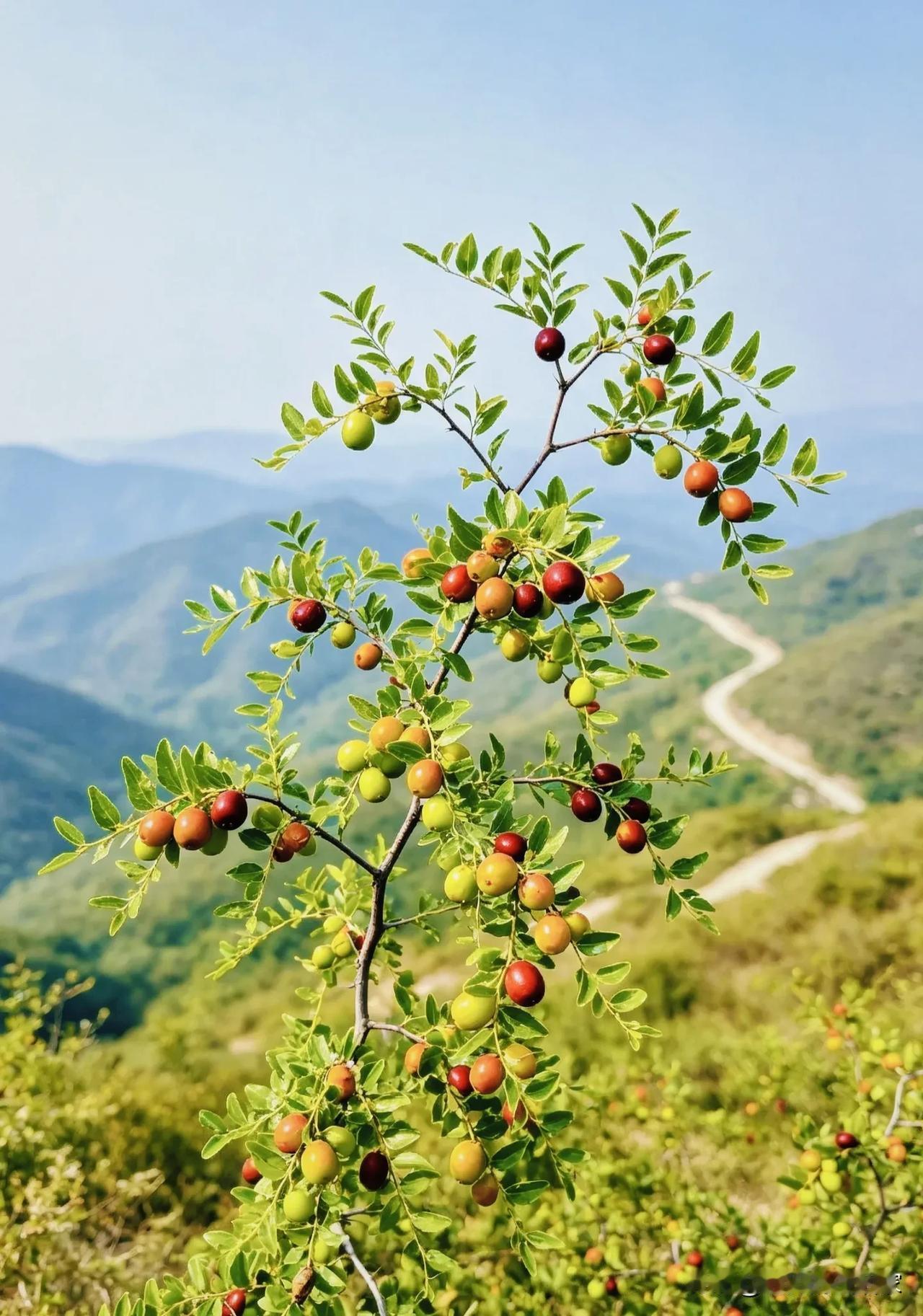 山里的酸枣渐渐泛红，这是属于北方山野的童年味道！
 
暑气还没散尽，山间灌木丛里